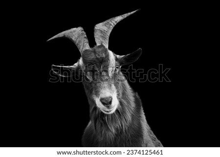 Large Male Goat In Black and White