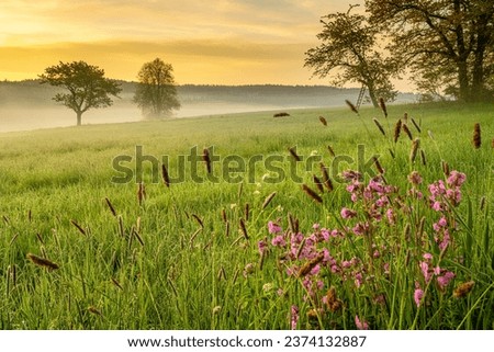 Czech spring mountains flowered meadow and ladder perch for hunters. Photo taken on morning sunrise.