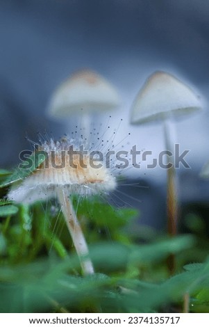 Selective focus on the foreground. Shallow depth of field. Hallucinogenic mushrooms containing psilocybin grow in the forest.