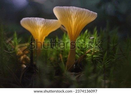 Mushrooms containing psilocybin glow in the dark.