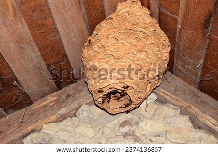 huge hornets nest Vespa crabro, with a population of about 1000 animals.A huge hornet's nest under the roof of the house.Hornets guard the entrance to the nest. Royalty-Free Stock Photo #2374136857