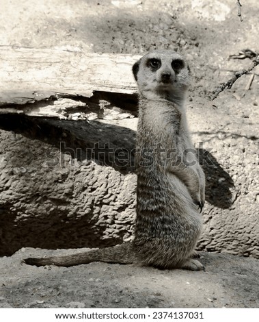 Photography of a meerkat looking on