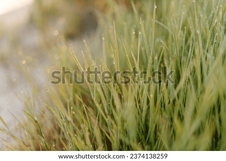 Green grass with dew drops close-up. Summer photo with green grass covered with raindrops