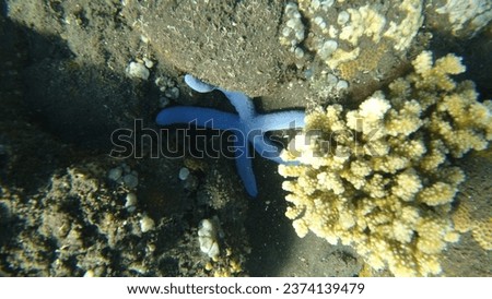 Some pictures of diving in indonesia