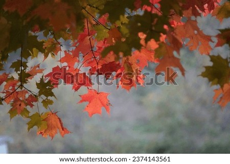 Autumn red maple leaf blurred background.