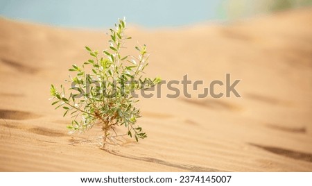 The plant sprouted on the sand in the desert. Sand dunes of the United Arab Emirates. Royalty-Free Stock Photo #2374145007