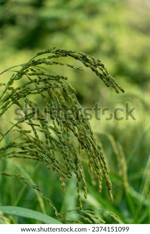 Close up to rice seeds in ear of paddy. Beautiful rice field and ear of rice. Dew drops on rice fields. Agricultural production background. In Cao Bang province, Vietnam, Asia. Selective focus.