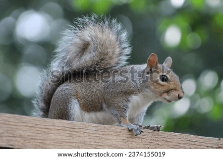 Squirrel on a wooden fence.