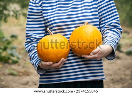 A woman in a striped sweater holds bright pumpkins on a blurred garden background, Thanksgiving or Halloween, homegrown vegetables and eco living concept. 