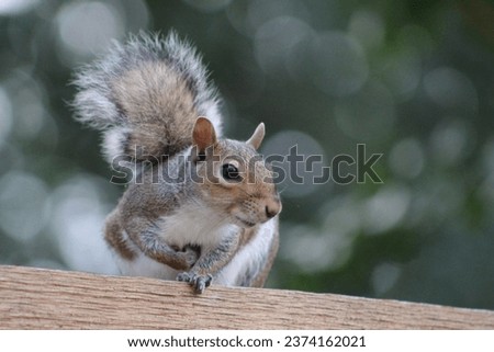 A grey squirrel on a wooden fence