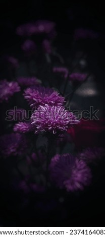 Purple flower HD wallpaper_ Hd stock image_ Flower_ Purple_ Gloomy 