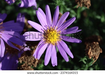 Sweden. Aster amellus, the European Michaelmas daisy, is a perennial herbaceous plant and the type species of the genus Aster and the family Asteraceae.  Royalty-Free Stock Photo #2374164315
