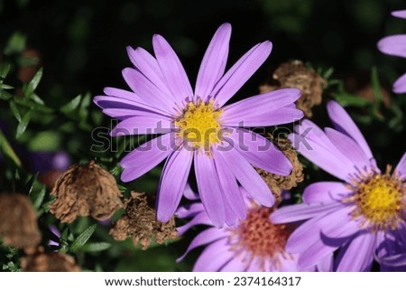 Sweden. Aster amellus, the European Michaelmas daisy, is a perennial herbaceous plant and the type species of the genus Aster and the family Asteraceae.  Royalty-Free Stock Photo #2374164317
