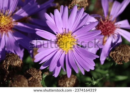 Sweden. Aster amellus, the European Michaelmas daisy, is a perennial herbaceous plant and the type species of the genus Aster and the family Asteraceae.  Royalty-Free Stock Photo #2374164319