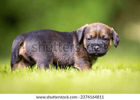 Cute little Border terrier puppy. The little dog is playing in the garden. 