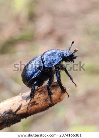 Dung Beetle; Anoplotrupes stercorosus; Germany Royalty-Free Stock Photo #2374166381