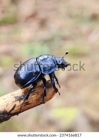 Dunge Beetle; Anoplotrupes stercorosus; Germany Royalty-Free Stock Photo #2374166817