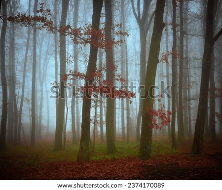 Magical foggy forest, fog,tree trunks, gloomy autumn landscape. Eastern Europe. 