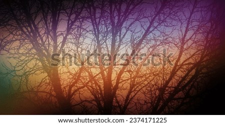 Retro film photography effect. Grunge texture frame. Dusted Holographic Abstract Multicolored Vintage Retro Looking Backgound Photo, Rainbow Light Leaks Prism Colors, Huge branchy tree in winter
