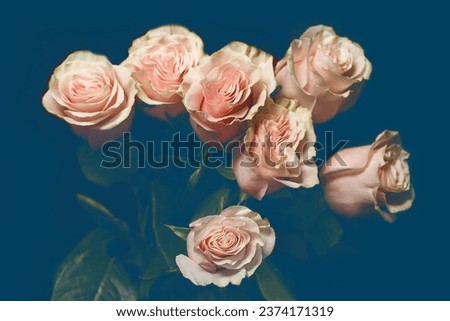 Bouquet of flowers of white and pink roses close-up on a dark background with a blue tint.