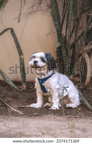 black and white Maltese Shih Tzu dog sitting in the back yard posing for the portrait, blue collar