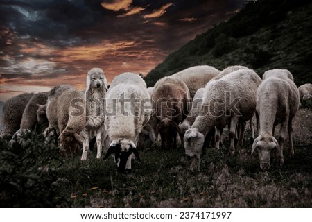 Wolf dressed in sheep fleece hiding out in the flock. Wolf in sheep's clothing, surreal conceptual image, beautiful sunset, dangerous situation, dark evening