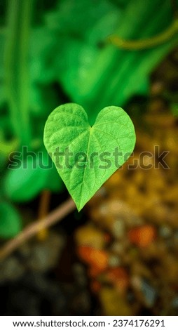 Leaf HD , Nature love image , HD wallpaper nature