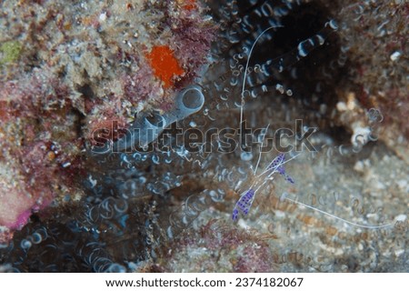 A almost transparent Pederson shrimp takes refuge in it's host corkscrew anenome. Royalty-Free Stock Photo #2374182067