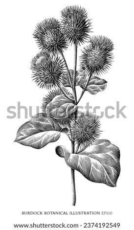 Burdock botanical vintage illustration black and white clip art