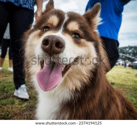 Beautiful dogs at an outdoor dog show. Different breeds of dogs.