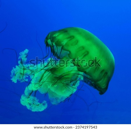 Pictures of natural swimming jellyfish. 