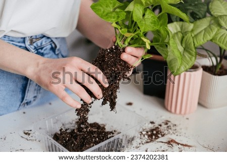 Female hands repotting green syngonium houseplant. Woman inspecting soil around roots. Root rot, yellowing leaves. Spring summer plant repotting and care Royalty-Free Stock Photo #2374202381