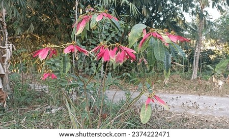 Red poinsettia flowers on a tree in the garden. red poinsettia flowers on the side of the road. poinsettia flowers. Royalty-Free Stock Photo #2374222471