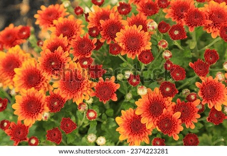 Orange and red center mum flowers in a landscaping edge. 