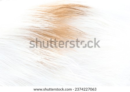 The cat's fur is photographed closely