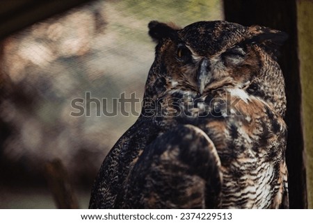 Picture of a Horned Owl sitting . 
