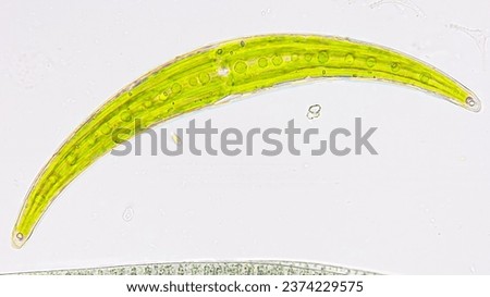 Closterium sp., a freshwater microalgae belonging to desmid group. Live cell. Stacked photo Royalty-Free Stock Photo #2374229575