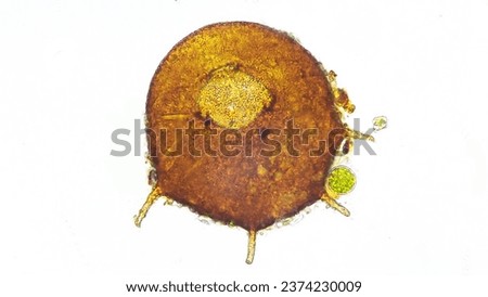 Freshwater testate amoeba, Centropyxis sp. Live cell. Stacked photo Royalty-Free Stock Photo #2374230009