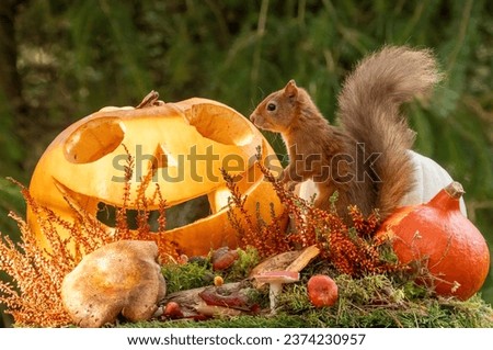 October autumn and halloween red squirrel amongst the pumpkins in the woodland with natural green forest background