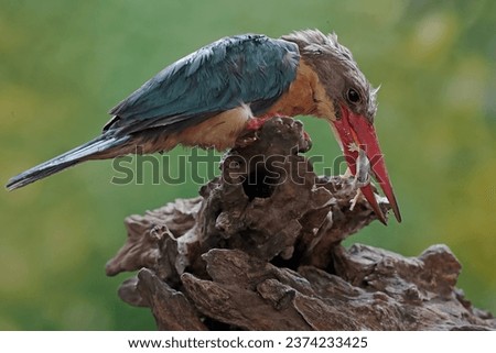 A stork-billed kingfisher was preying on a flat-tailed house-gecko on a dry tree trunk. This carnivorous bird with a strong and long beak has the scientific name Pelargopsis capensis.
