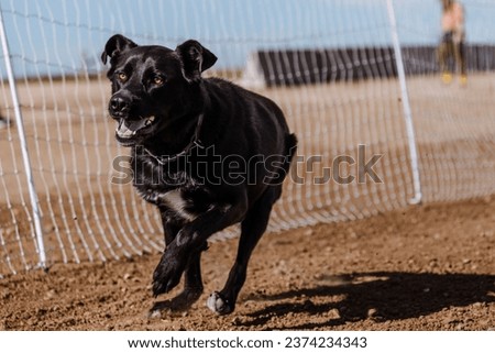 black German Shepherd Dog competing in lure coursing sport event running in dirt on a sunny summer day