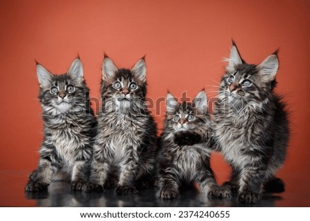 four striped Maine Coon Kittens on a red background. cat portrait in photo studio