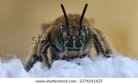 The wasp on the white cloth is focused on looking at the photo