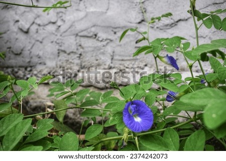 beautiful background of blue flowers and green leaves on a fence wall