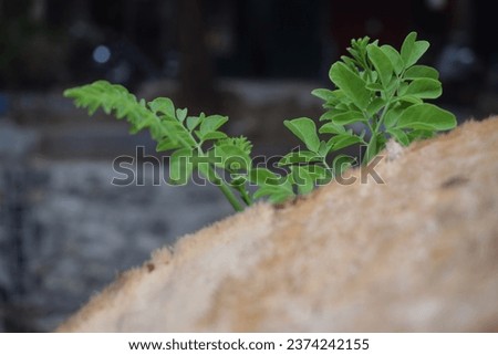 beautiful background of green leaves on an old tree bark
