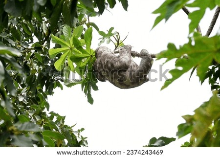 sloth, slow animal with little movement typical of the Atlantic forest and Brazilian mountains