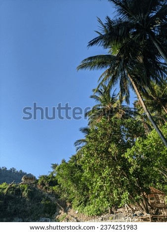 palm beach tree with a clear sky