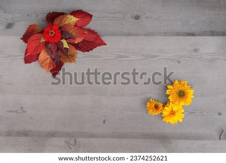Yellow and red flowers and leaves on a gray wooden background. Horizontal. Space for text.