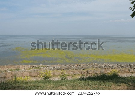 Green algae floating on the blue sea