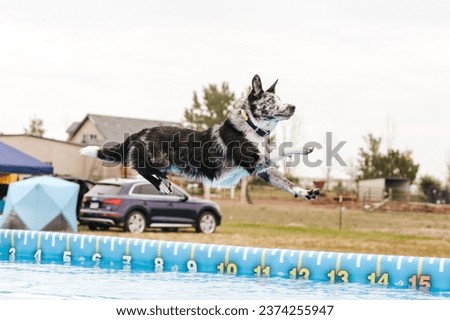 merle Border Collie herding dog competing in dock diving swimming sport event on a cloudy overcast summer day